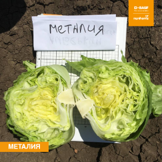 img-0: Салат Металия - ООО «Семена Тут»