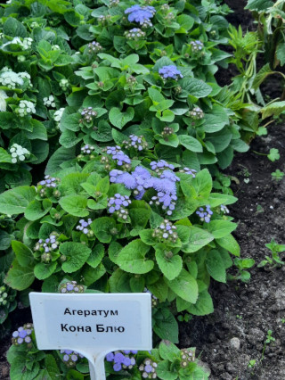 img-2: Агератум Кона Блю [50 шт] - ООО «Семена Тут»