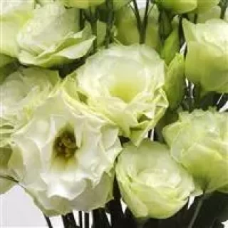img-0: Эустома АБС 1 Грин [1000 драже] - ООО «Семена Тут»