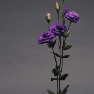 img-2: Эустома АБС 1 Пурпл [100 драже] - ООО «Семена Тут»