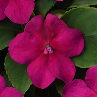 img-1: Бальзамин Бикон Виолет Шейдес [100 шт] - ООО «Семена Тут»