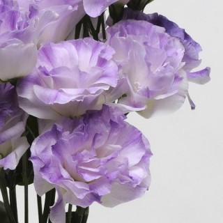 img-0: Эустома АБС Мисти Блю [1000 драже] - ООО «Семена Тут»