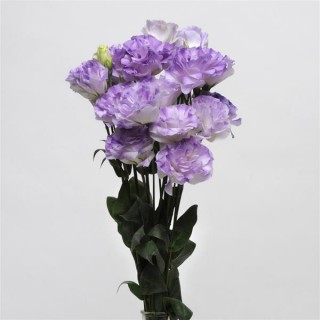 img-2: Эустома АБС Мисти Блю [1000 драже] - ООО «Семена Тут»
