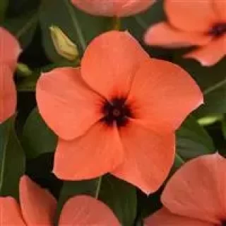 img-0: Катарантус Тату Оранж [1000 шт] - ООО «Семена Тут»