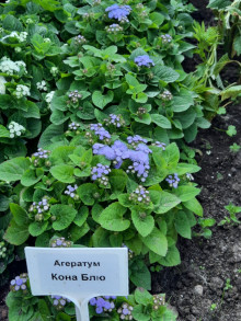 img-2: Агератум Кона Блю [50 шт] - ООО «Семена Тут»