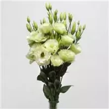 img-2: Эустома АБС 1 Грин [1000 драже] - ООО «Семена Тут»