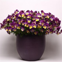 img-1: Виола ампельная Кул Вэйв Распберри Свирл [100 шт] - ООО «Семена Тут»
