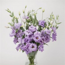 img-2: Эустома АБС 2 Лаванда [100 драже] - ООО «Семена Тут»