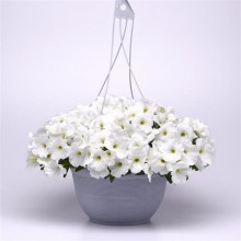 img-1: Петуния ампельная F1 Е3 Изи Вэйв Вайт [100 драже]* - ООО «Семена Тут»